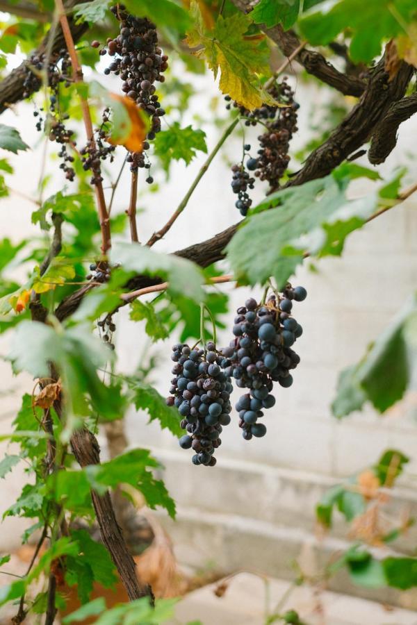 Masseria Torremossa Fasano Ngoại thất bức ảnh